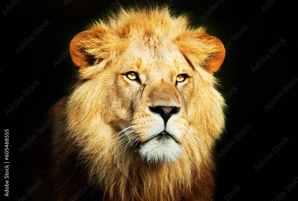 lions - The King's Domain: Access Exquisite Lion Images and Graphics on Adobe