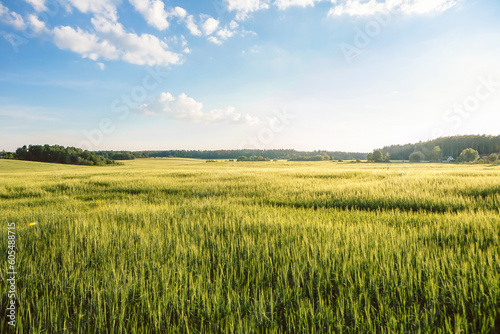 Wheat field. Ears of golden wheat close up. Beautiful Nature Sunset Landscape. Rural Scenery under Shining Sunlight. Background of ripening ears of meadow wheat field. harvest Concept