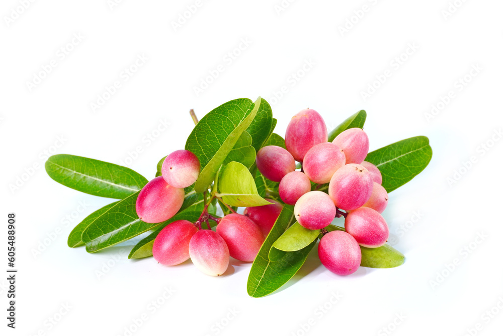 Bengal currant isolated on white background. Bengal currant (Carissa carandas) or Christ's thorn, Carandas plum, Karonda, Karanda and Kanna. Bengal currant isolated on white background. Bengal currant (Carissa carandas) or Christ's thorn, Carandas plum, Karonda, Karanda and Kanna.