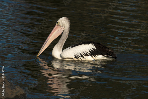 Australian pelican (Pelecanus conspicillatus) on a dark background and a reflection on the water.