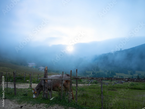 A captivating photograph of a cow grazing in misty conditions on the grassy field.