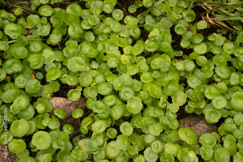 Aquatic plants. Closeup view of Hydrocotyle, also known as dollar weed, green leaves growing in a stream. 