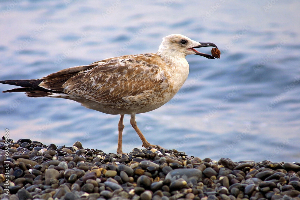 Seagull with peach kernel in her beak on the pebbles
