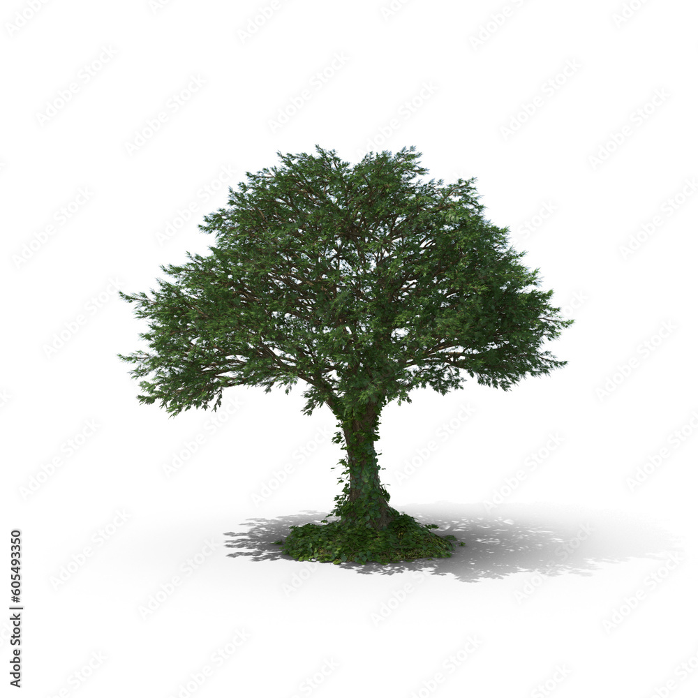 Obraz premium Oak tree isolated on transparent background