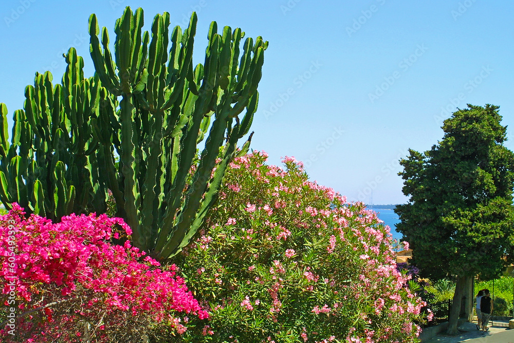 Bushes of bougainvillea, oleander and cactus in the Cannes, France