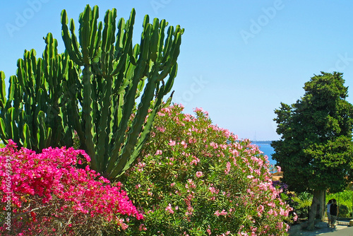 Obraz na płótnie Bushes of bougainvillea, oleander and cactus in the Cannes, France w salonie