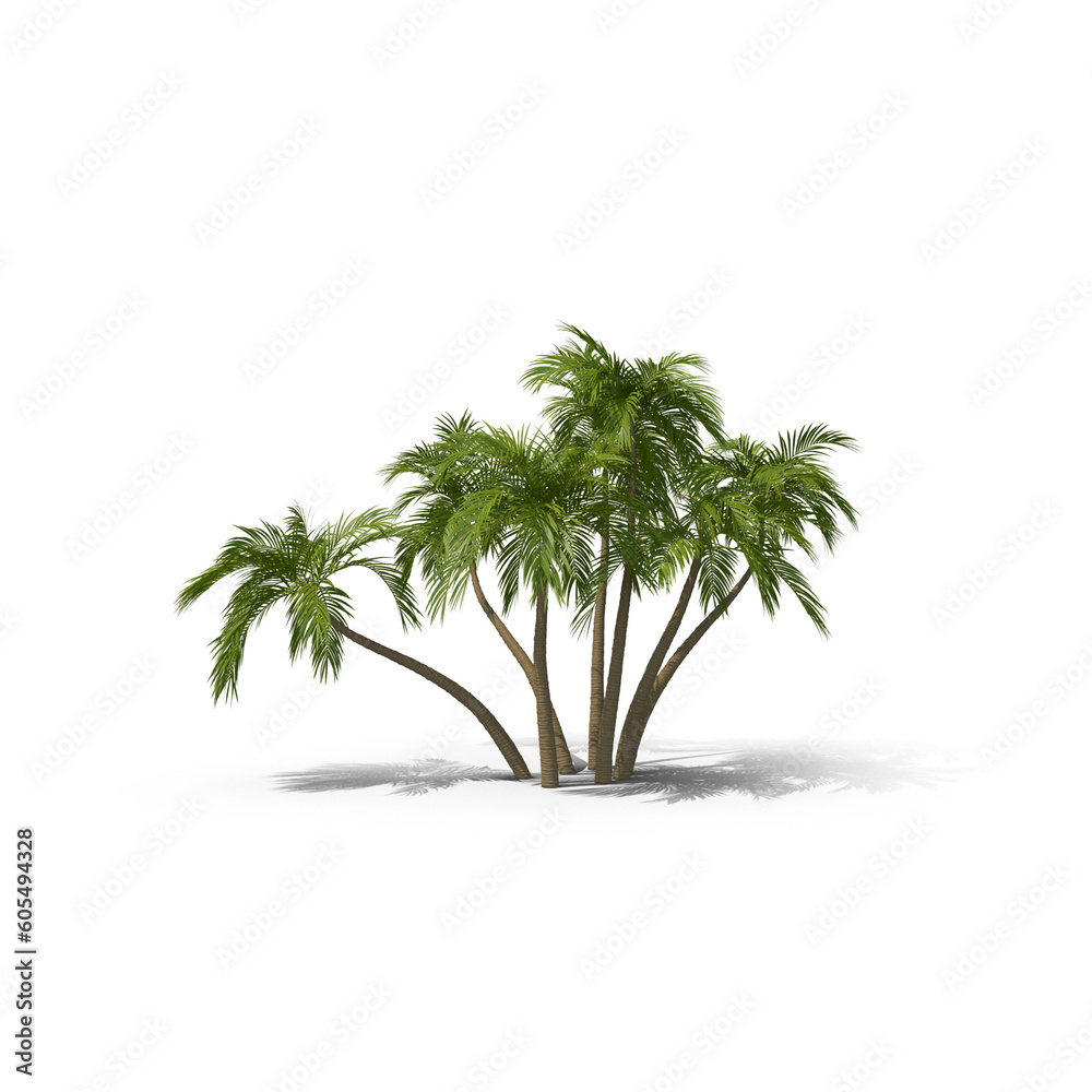 Obraz premium Oak tree isolated on transparent background