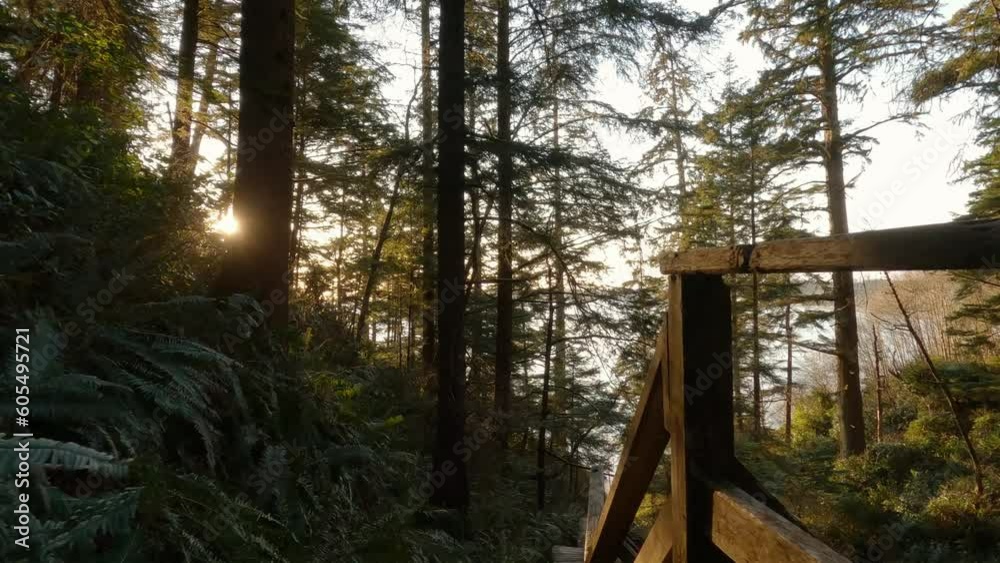 Wooden trail through the woods going down to the beach during a vibrant spring sunset. Taken in Ucluelet, Vancouver Island, BC, Canada. Slow Motion Cinematic Wooden trail through the woods going down to the beach during a vibrant spring sunset. Taken in Ucluelet, Vancouver Island, BC, Canada. Slow Motion Cinematic