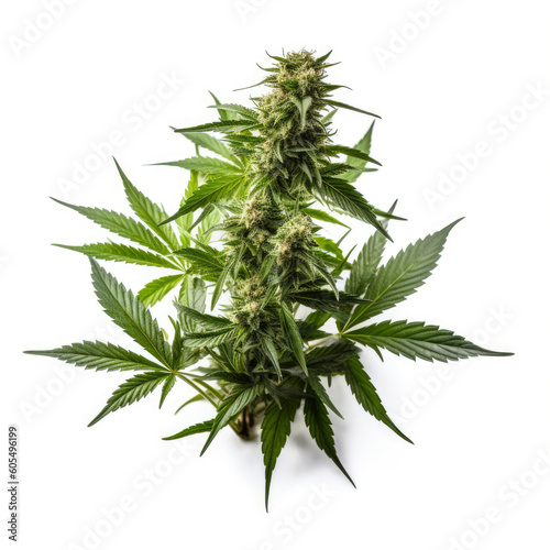 marijuana leaf  cannabis  marijuana