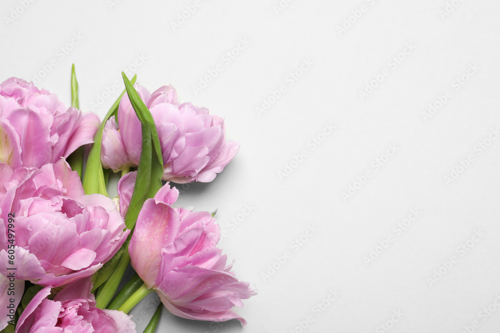 Beautiful colorful tulip flowers on white background, top view. Space for text
