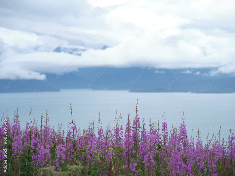 Naklejka premium Fireweed flowers look out over Kachemak bay and the glaciers and mountains across the bay in Homer Alaska