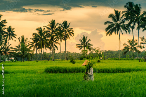 View of a Balinese wearing a typical conical hat working in the paddy fields, Sidemen, Kabupaten Karangasem, Bali, Indonesia, South East Asia, Asia photo