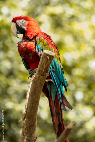 blue and red macaw bird