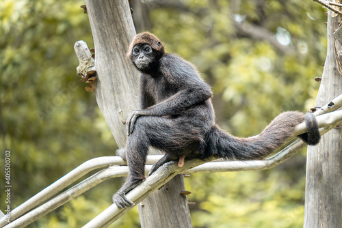 A monkey in a tree