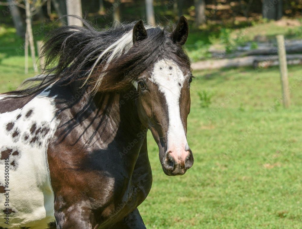 Gypsy Vanner Horse filly running toward us in grass field Gypsy Vanner Horse filly running toward us in grass field