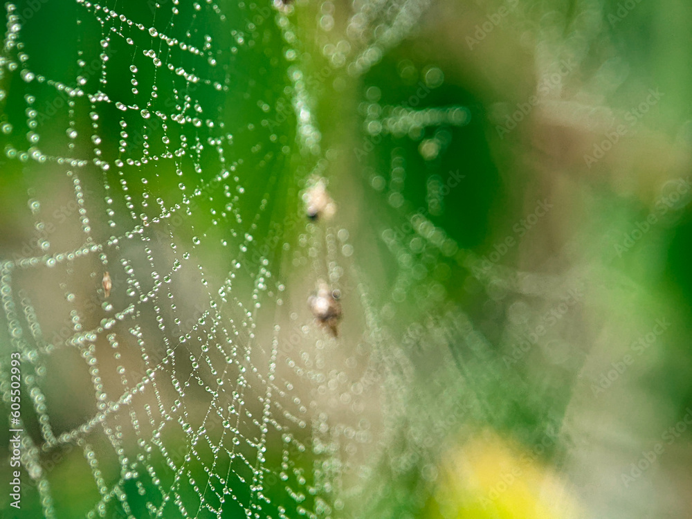 Closeup of dew on spider web Closeup of dew on spider web