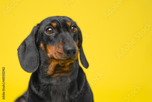 A heartwarming portrait of a black dachshund puppy sitting against a bright yellow backdrop. This adorable dog captures the playful and affectionate nature of puppies © Masarik