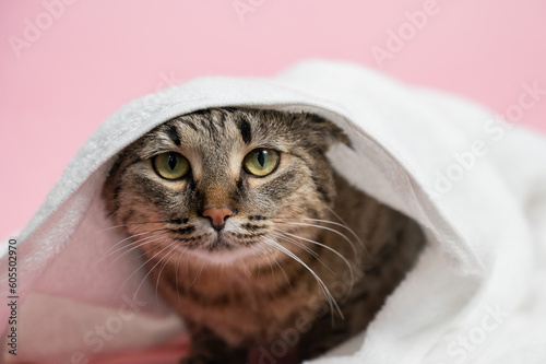 Fototapeta Naklejka Na Ścianę i Meble -  Striped cat wrapped in a white towel on a pink background. 