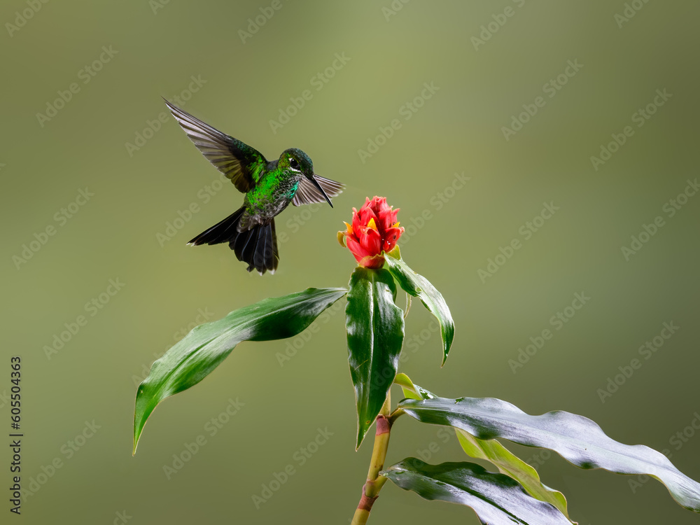 Obraz premium Green-crowned brilliant Hummingbird In Flight Feeding On A Red Flower