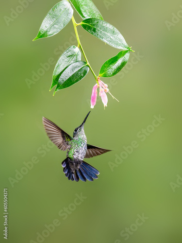 Green-crowned brilliant Hummingbird In Flight Feeding On A Pink Flower
