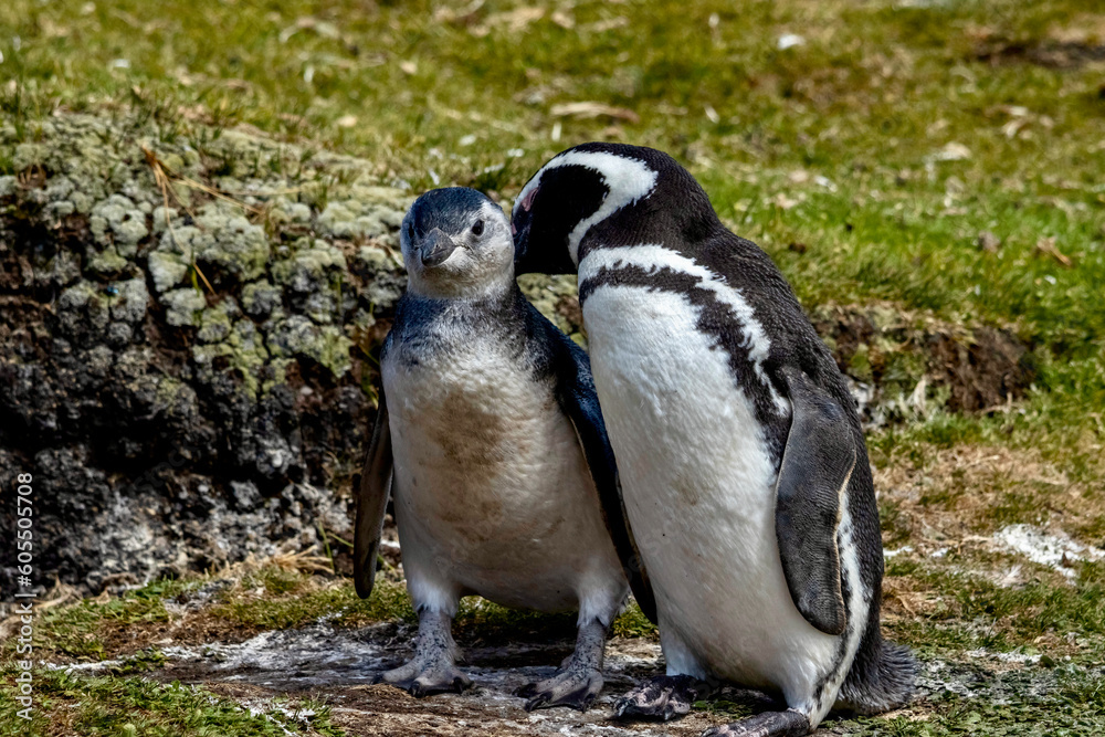 Obraz premium Pair of Magellanic Penguin nesting at Volunteer Point in the Falkland Islands