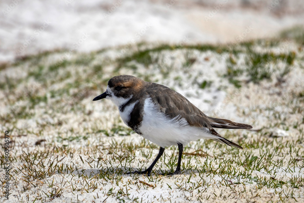 Two-banded plover at Volunteer Point in the Falkland Islands Two-banded plover at Volunteer Point in the Falkland Islands