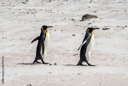 King penguins on the beach at Volunteer Point in the Falkland Islands