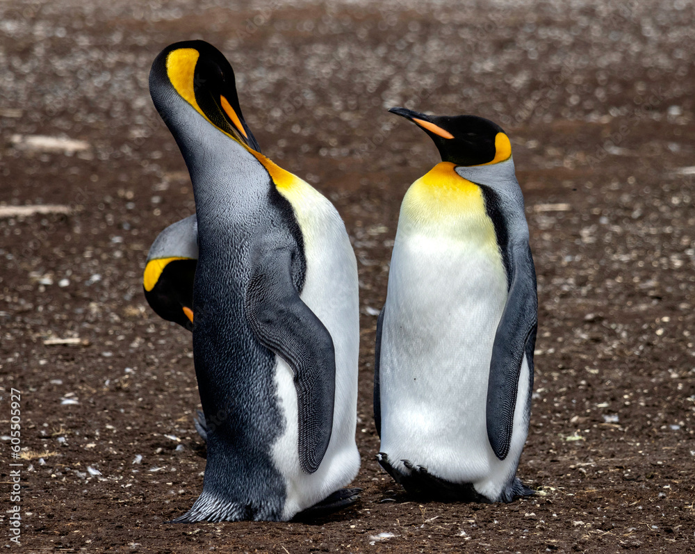 Fototapeta premium King Penguins at Penguin Colony on Volunteer Point in the Falkland Islands