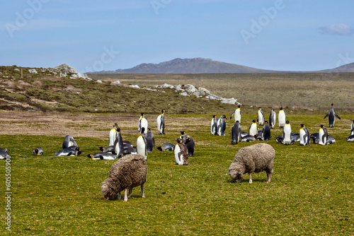 Sheep and King penguins at Volunteer Point in the Falkland Islands