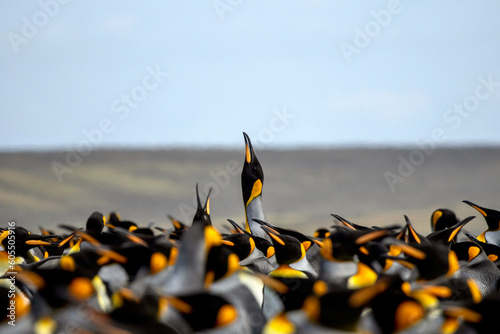 King Penguin Vocalizing at Volunteer Point in the Falkland Islands