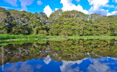 landscape of trees and vegetation of peat swamp plants with reflections of water views