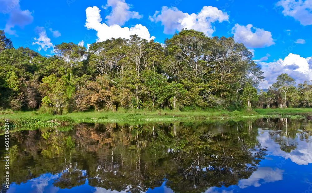 Fototapeta premium landscape of trees and vegetation of peat swamp plants with reflections of water views