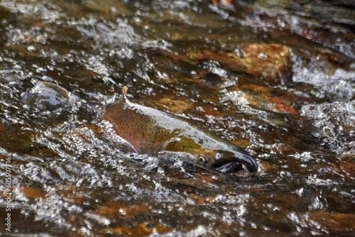 Salmon Swimming Upstream