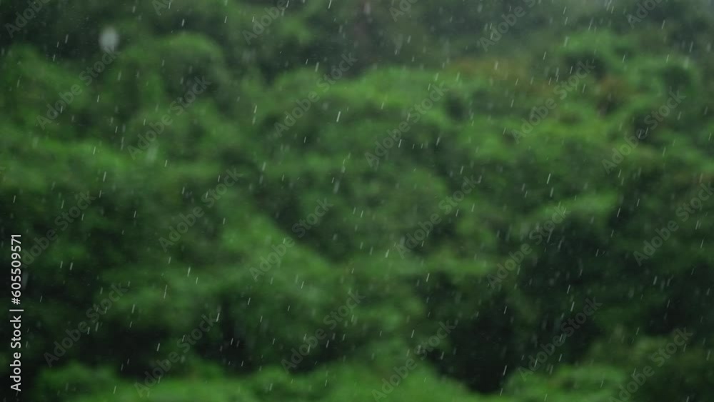 雨が降る 森・自然背景 雨が降る 森・自然背景