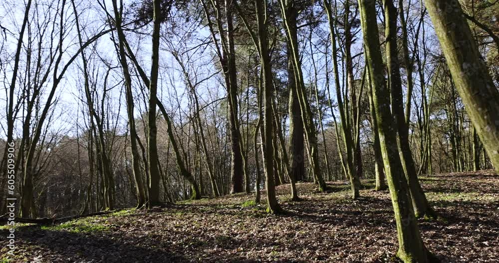 hilly territory with trees without foliage in the spring season, hilly territory of the park with bare trees and last year's dry foliage hilly territory with trees without foliage in the spring season, hilly territory of the park with bare trees and last year's dry foliage