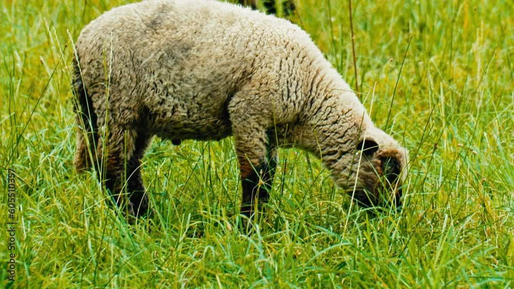 A blackheaded lamb happily nibbling on the vibrant meadows around it. A perfect addition to any nature-inspired project, from educational content to commercials and beyond A blackheaded lamb happily nibbling on the vibrant meadows around it. A perfect addition to any nature-inspired project, from educational content to commercials and beyond