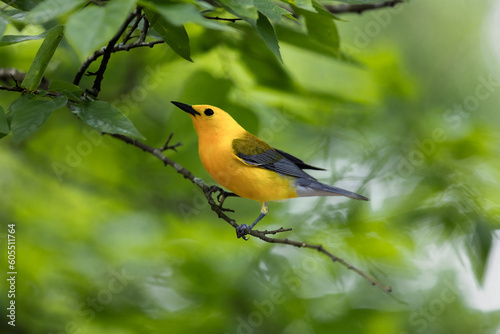 Prothonotary warbler on a branch
