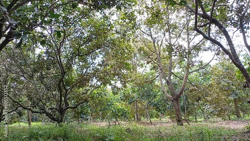 Rambutan garden in countryside, Mekong Delta Vietnam photo