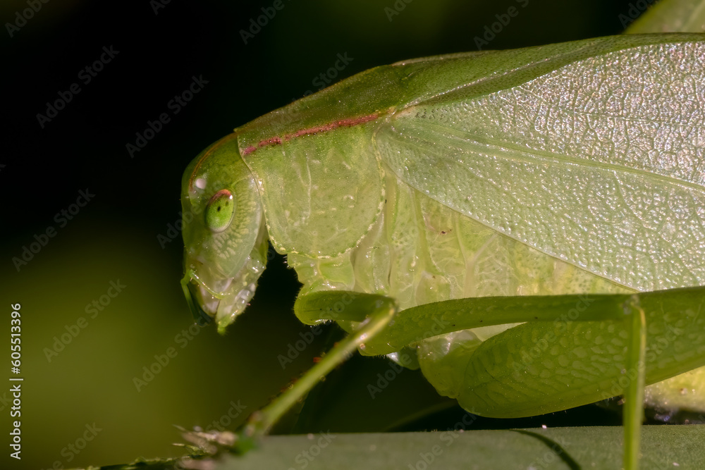 Close up of an Oblong-winged Katydid (Amblycorypha oblongifolia). Raleigh, North Carolina. Close up of an Oblong-winged Katydid (Amblycorypha oblongifolia). Raleigh, North Carolina.