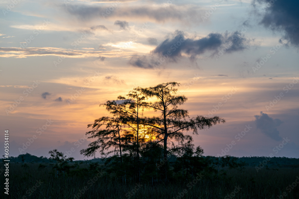 Colorful sunrise clouds behind cypress trees in Dwarf Cypress Forest in Everglades National Park, Florida.