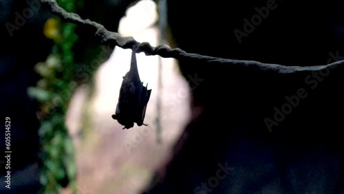 bat hangs upside down and scratches its back with its paw the second one flies by on a dark background the mouse flies away you can see the rocks hanging food in Vancouver Aquarium, BC, Canada photo