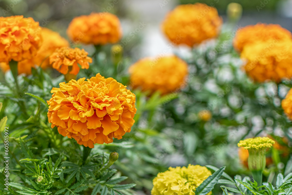 Marigold flowers in the garden with a defocused background of marigold flowers Marigold flowers in the garden with a defocused background of marigold flowers