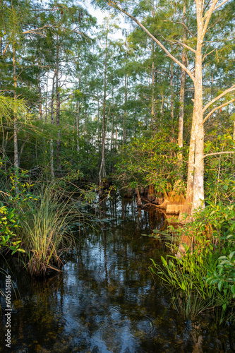 Fototapeta Naklejka Na Ścianę i Meble -  Water flowing in cypress swamp in Everglades National Park, Florida at sunrise.