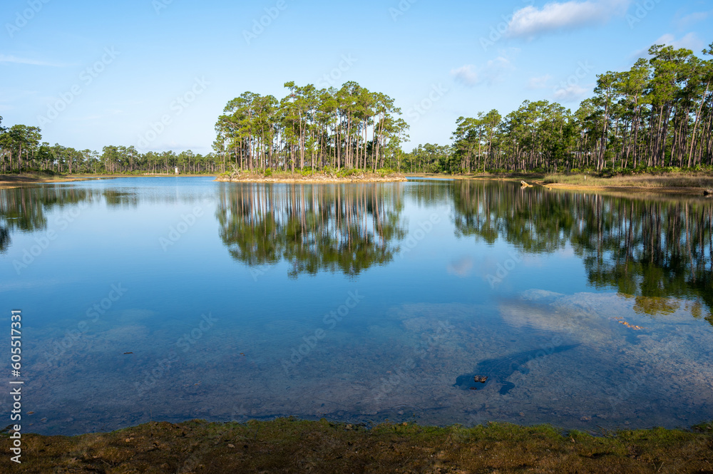 Obraz premium Calm morning waterscape at Long Pine Key in Everglades National Park, Florida with American Alligator - Alligator mississippiensis - in foreground..