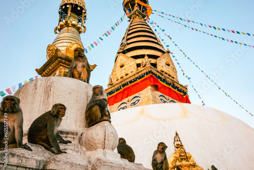 Photo Monkeys sit on the white swayambhu stupa in kathmandu nepal