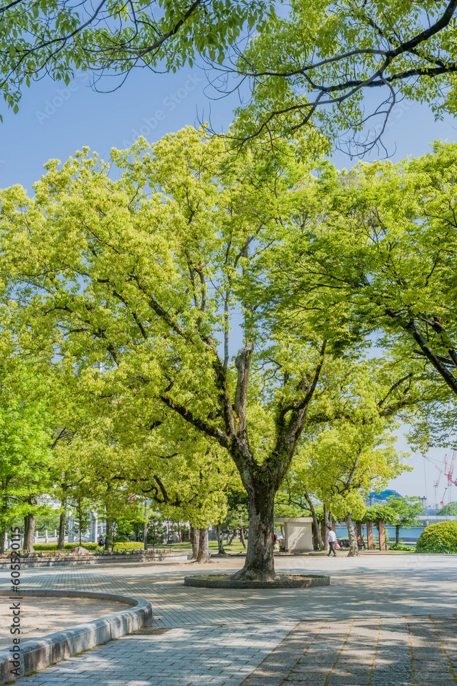 Beautiful tree in middle of plaza in Hiroshima park.