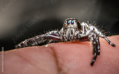 Close up a black jumping spider on human finger and natural background, Human skin, Insect photo, Selective focus.