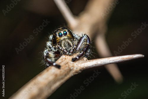 Close up a black jumping spider on dry tree branch have a thorn and natural background, Insect photo, Selective focus. © NuayLub