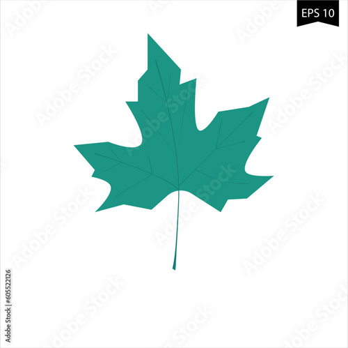maple leaf isolated on white