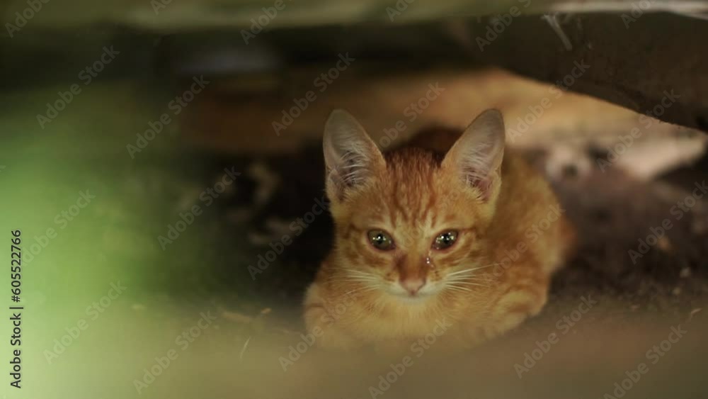 Cute little red cat sleeping on floor. Young cute little red kitty. Cute little red cat sleeping on floor. Young cute little red kitty.